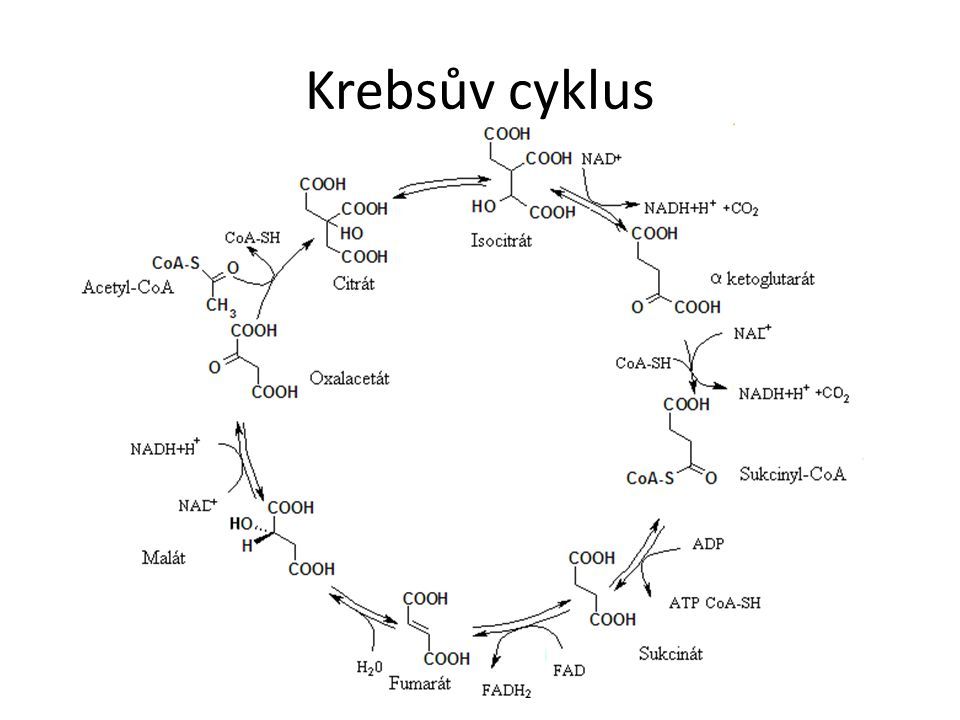 Co vstupuje do Krebsova cyklu?